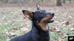 FILE - Lex, a Lancashire Heeler, sits at attention on Dec. 29, 2023, in Morristown, N.J. The breed is the latest recognized by the American Kennel Club to compete in thousands of U.S. dog shows. (Michelle Barlak via AP)