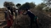 Izakhamizi zeHwange Ziqhubeka Ngohlelo Lokugeca Isihlalakazana Esaziwa Ngokuthi Yibuhobe Esibulala Izilimo Lezifuyo