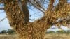 La Niña Weather Expected to Continue into 2021