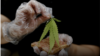 Thailand Serves Food with Cannabis to Happy Customers