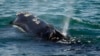 Vanishing Whale's Decline Worse Than Previously Thought 