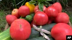 This August 12, 2020, image provided by Jessica Damiano shows a harvest of homegrown vegetables in Glen Head, N.Y. (Jessica Damiano via AP)