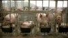 Chinese Researchers Warn of Possible New ‘Pandemic Virus’