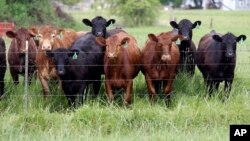 Stoka koja se hrani travom, bez upotrebe antibiotika i hormona rasta, na ispaši u farmi Kukolan u Oregonu. (arhivski snimak)