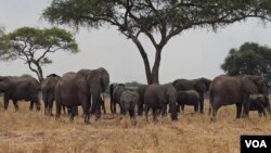 KUndi la tembo likiwa katika mbuga ya wanyaza ya Serengeti, Tanzania.