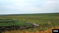Arrozais no Rio Longa, província de Cuando Cubango (VOA / A. Capalandanda)