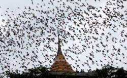 រូបឯកសារ៖ សត្វប្រជ្រៀវរាប់រយក្បាលកំពុងហោះកាត់វត្តមួយនៅក្បែរទីក្រុងបាងកក ប្រទេសថៃ កាលពីថ្ងៃទី​ ១៤ ខែកញ្ញា ឆ្នាំ ២០០៩។