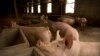 ราคาเนื้อหมูจีนพุ่ง หลังโรคอหิวาต์สุกรแอฟริกันระบาด