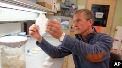 This undated photo provided by the University of Pittsburgh Medical Center shows Dr. Stephen Badylak, a surgery professor at the university, and deputy director of the McGowan Institute for Regenerative Medicine.
