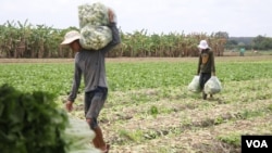 Workers carry vegetables from a farm in Kandal province’s Saang district’s Teuk Vil commune, on May 24, 2020. (Sun Narin/VOA Khmer) 