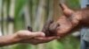 Orangutan Terpaksa Di-Lockdown untuk Antisipasi Bahaya Corona