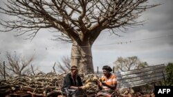 Annah Muvhali et Cristina Ndou récoltent des fruits de baobab à Muswodi Dipeni, dans la province du Limpopo en Afrique du Sud, le 28 août 2018.