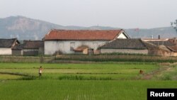 지난 2015년 6월 북한 평안북도 신의주 압록강 유역에서 농부가 벼농사를 짓고 있다.