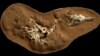 Dinosaurs Enjoyed Nightlife, Too
