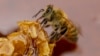 Trece años de severa sequía afectan a las abejas chilenas