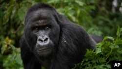 FILE - In this Sept. 2, 2019, file photo, a silverback mountain gorilla named Segasira walks in the Volcanoes National Park, Rwanda. (AP Photo/Felipe Dana, File)