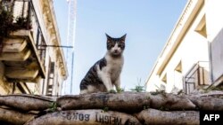 Foto yang diambil pada tanggal 17 Februari 2017 menunjukkan seekor kucing liar duduk di barikade kantung pasir yang berfungsi sebagai batas garis hijau, sebuah zona penyangga yang dikendalikan oleh PBB, yang memisahkan Nikosia, ibu kota Siprus (foto: Iakovos Hatzistavrou/AFP Photo)