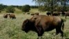 US Endangered Species Act Turns 50, With Mixed Legacy
