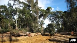 Un forêt camerounaise, près de la frontière avec le Gabon, le 25 octobre 2007.