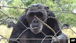 New research suggests chimpanzees prefer cooperation to conflict, and offers insight into how cooperation evolved in humans.